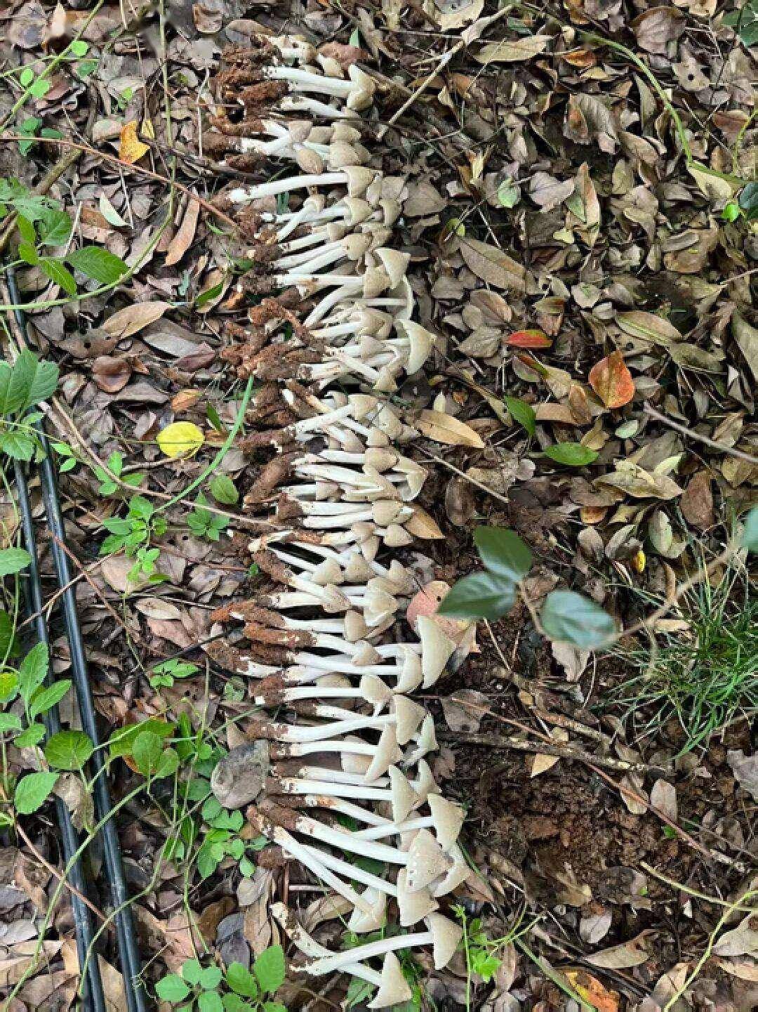 云南姑娘今年在杭州采了200斤鸡枞菌！专家提醒