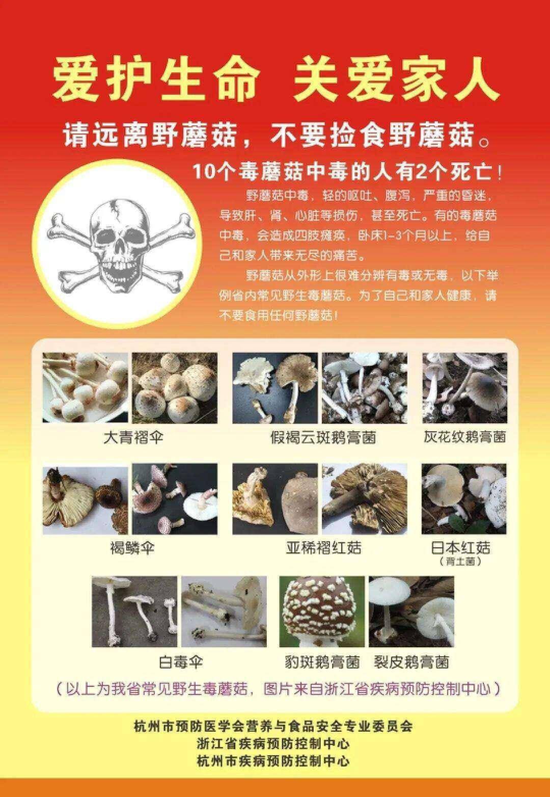 云南姑娘今年在杭州采了200斤鸡枞菌！专家提醒