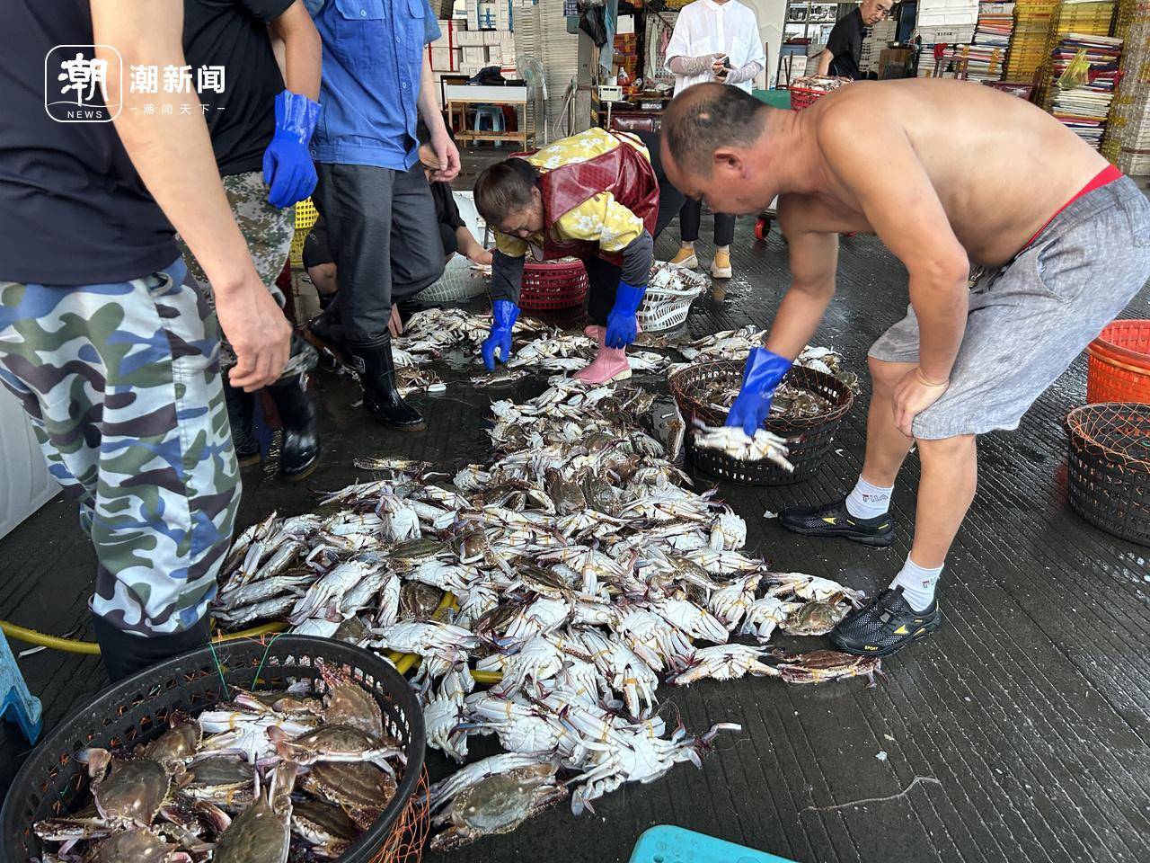 起猛了！东海梭子蟹2元/斤，杭州市场到货量惊人