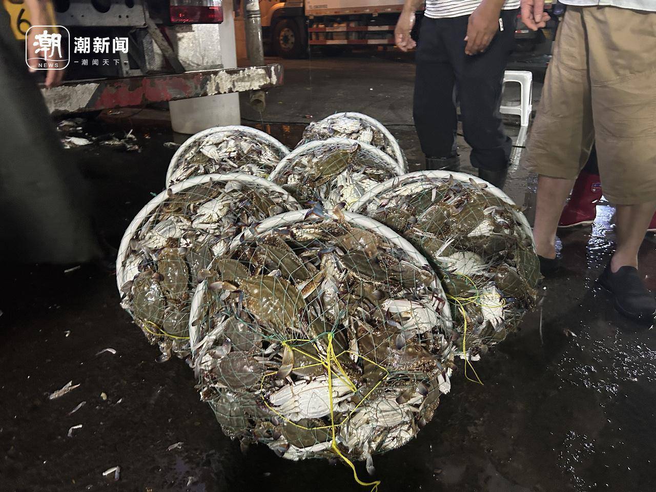 起猛了！东海梭子蟹2元/斤，杭州市场到货量惊人