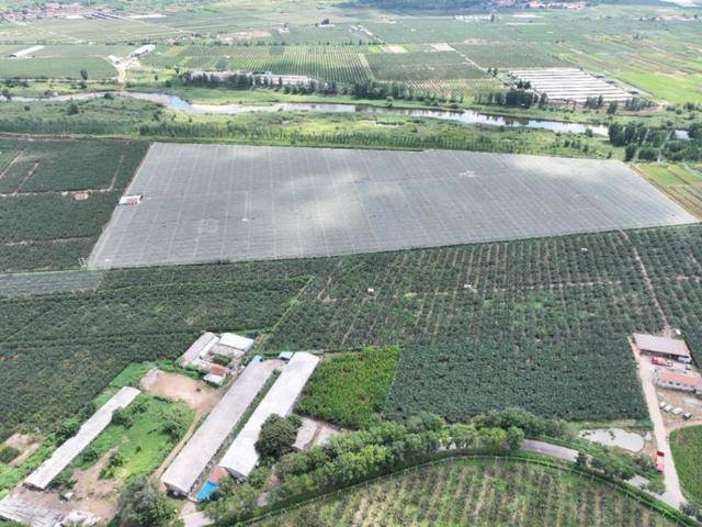 在拼多多单月卖出5000吨莱阳梨，95后新农人为何“收编”果园？