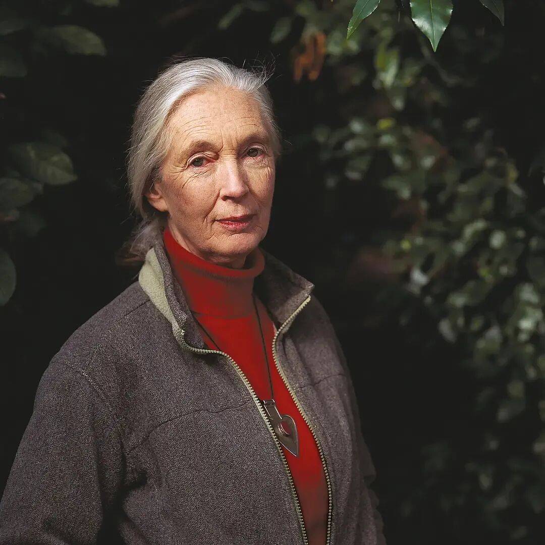 珍·古道尔：她无法看着动物受苦，就像没法看着人类受苦｜逝者