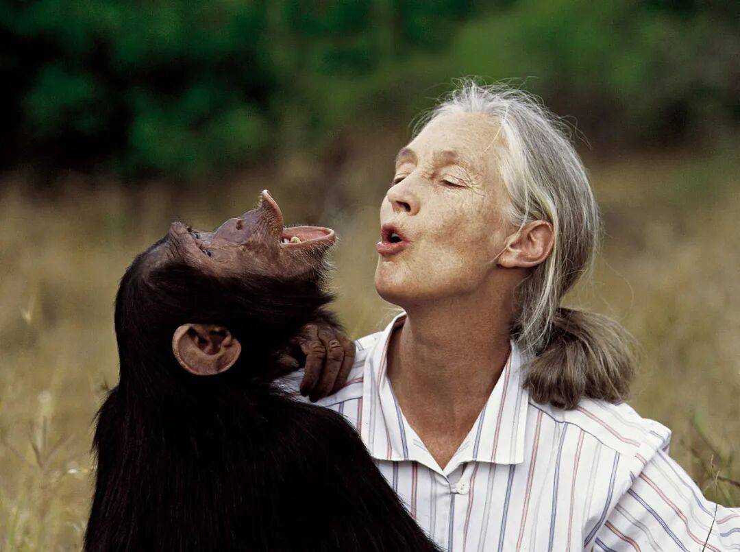 珍·古道尔：她无法看着动物受苦，就像没法看着人类受苦｜逝者