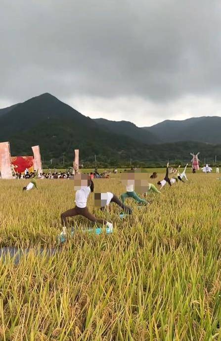 浙江象山“开镰仪式”在稻田中表演瑜伽，网友质疑踩踏稻谷，镇政府回应