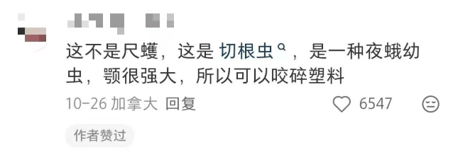 汽车被虫子啃得都是窟窿，“一边咬一边往里钻”！很多人中招