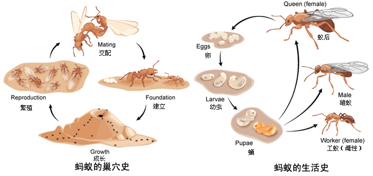 蚂蚁贵金属(蚂蚁金矿是不是跑路了)